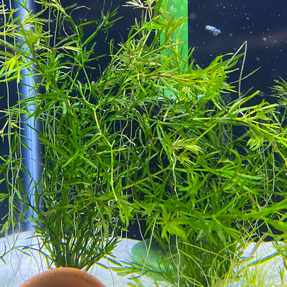 Guppy Grass - Najas guadalupensis | Oz Aquarium Fish Guppy Grass - Najas guadalupensis | Oz Aquarium Fish