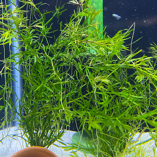 Guppy Grass