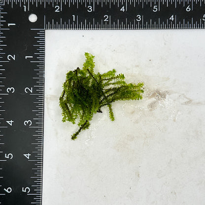 Hookeriaceae Moss