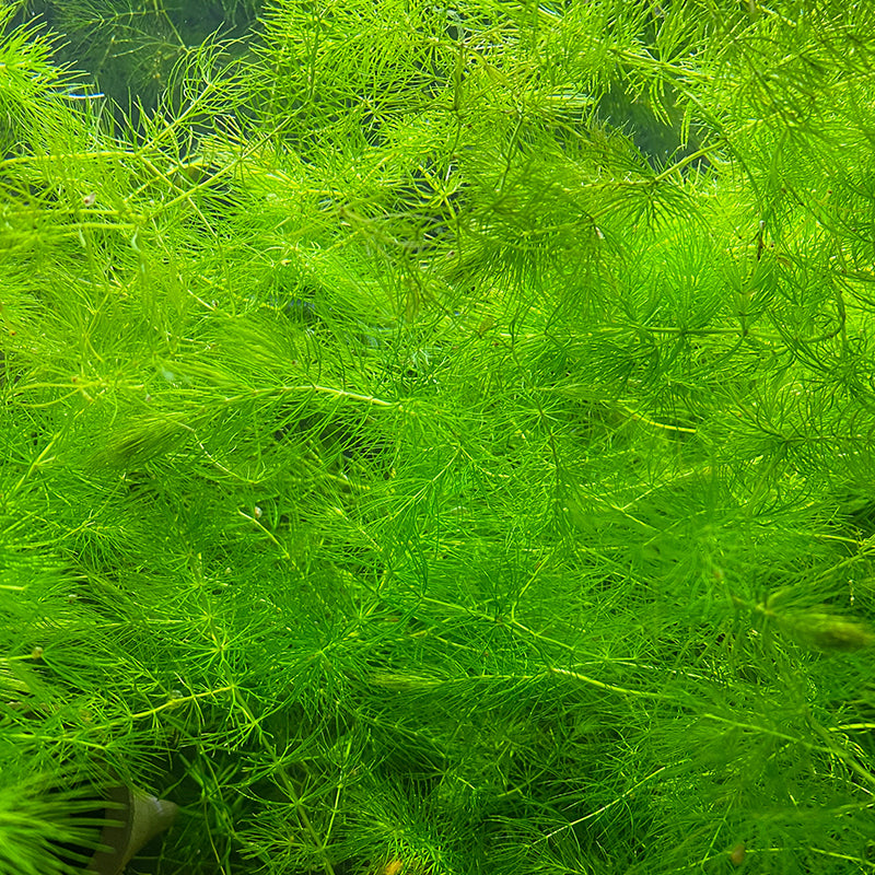 Hornwort