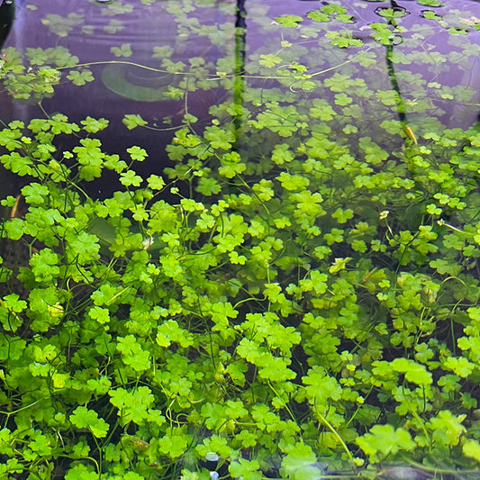 Hydrocotyle Tripartita