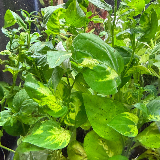 Hygrophila Corymbosa 'Variegated'