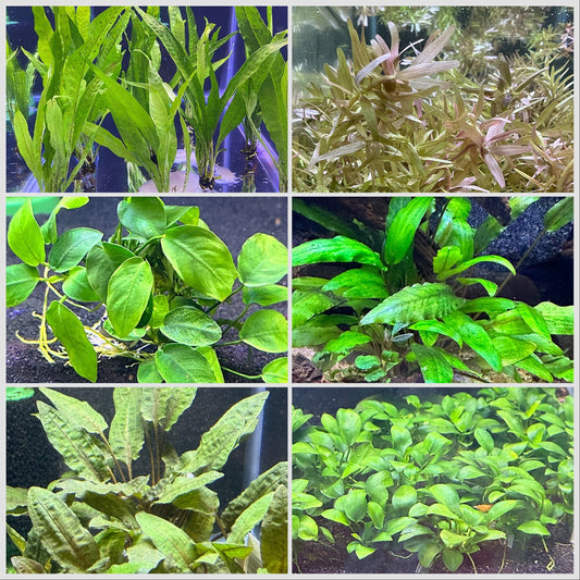 Easy Plant Pack