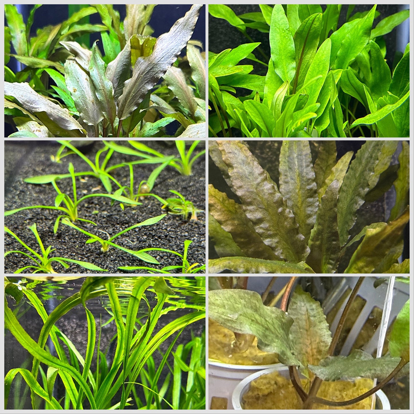 Cryptocoryne JUNGLE Pack