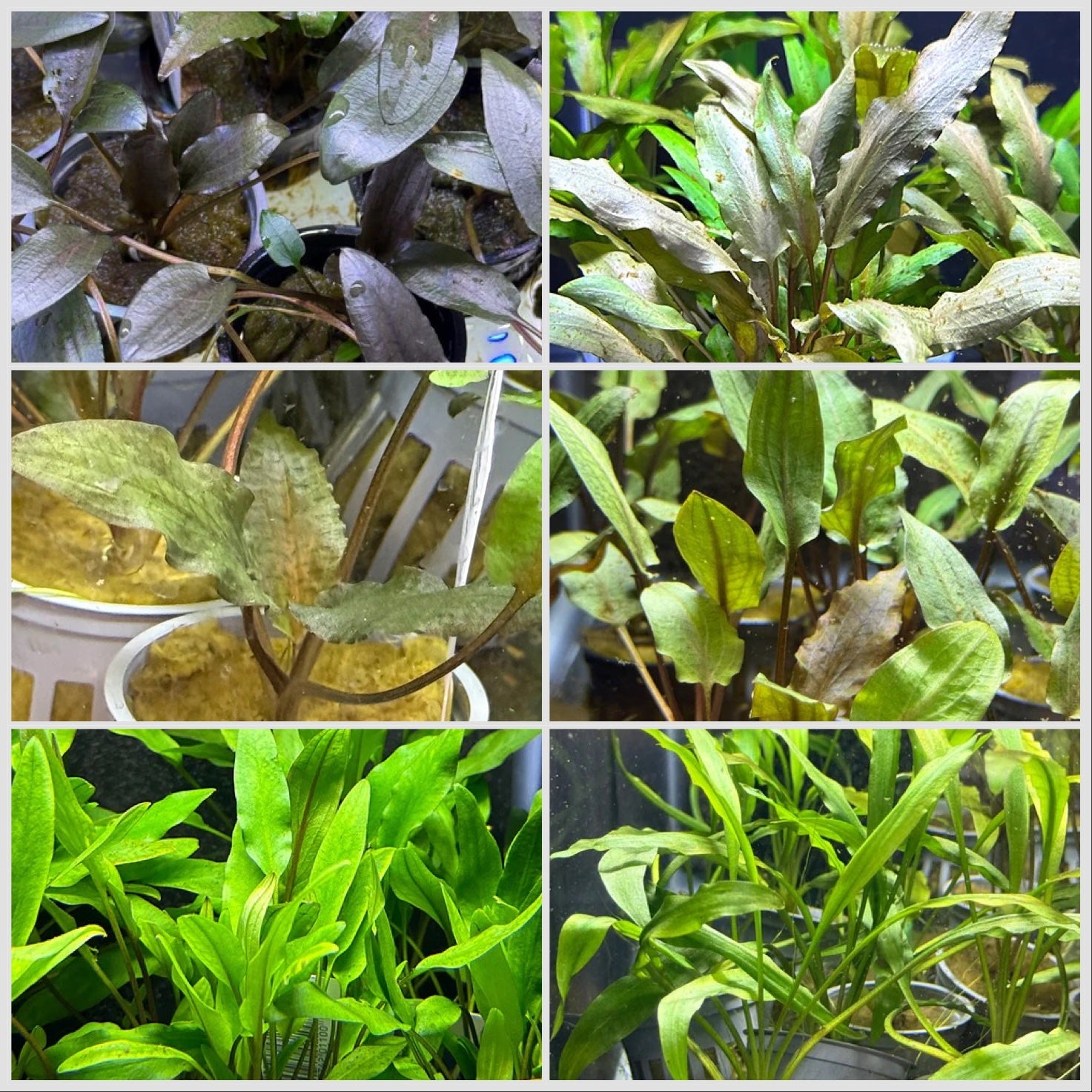 Cryptocoryne JUNGLE Pack – Daku Aquatics