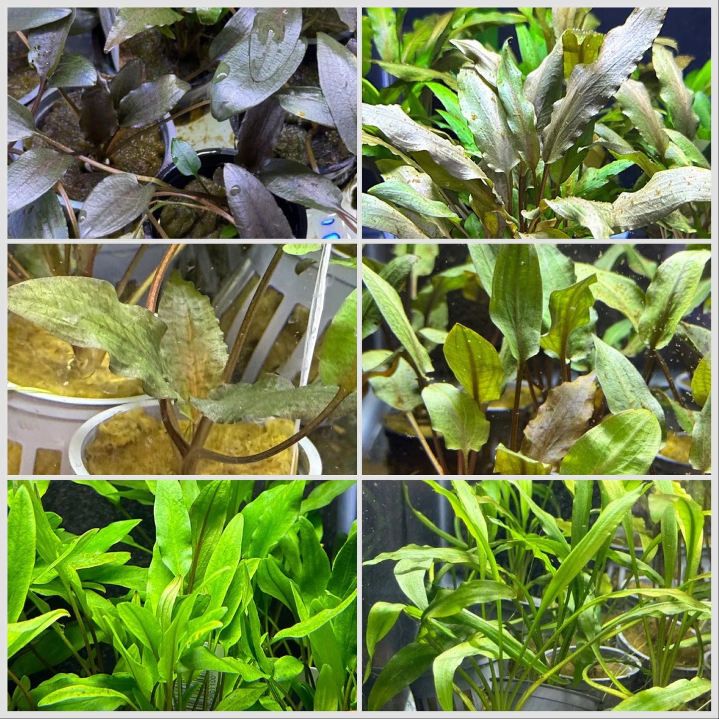 Cryptocoryne JUNGLE Pack
