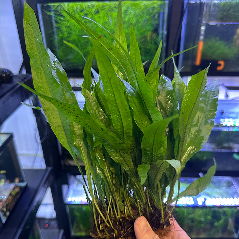 Java Fern Mat XL