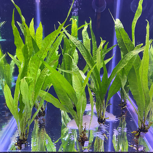 Java Fern Background Java Fern – Daku Aquatics