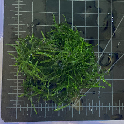 Java Moss