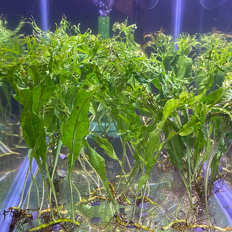 Java Fern 'Windelov'