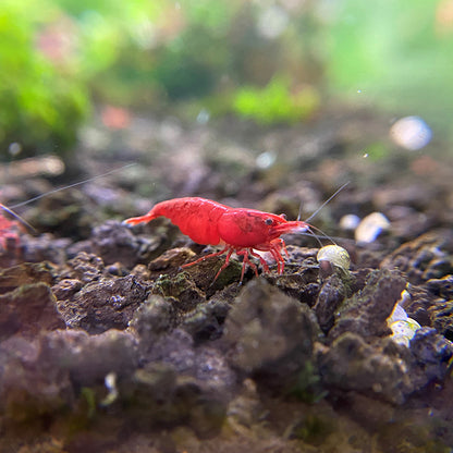 Red Cherry Neocaridina Shrimp