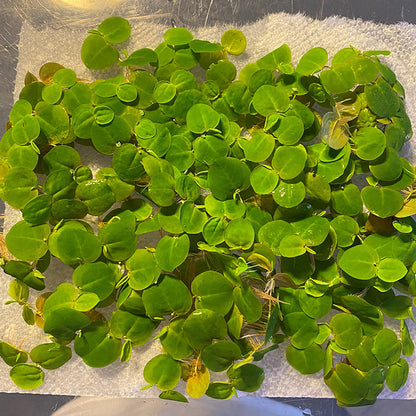 Red Root Floaters