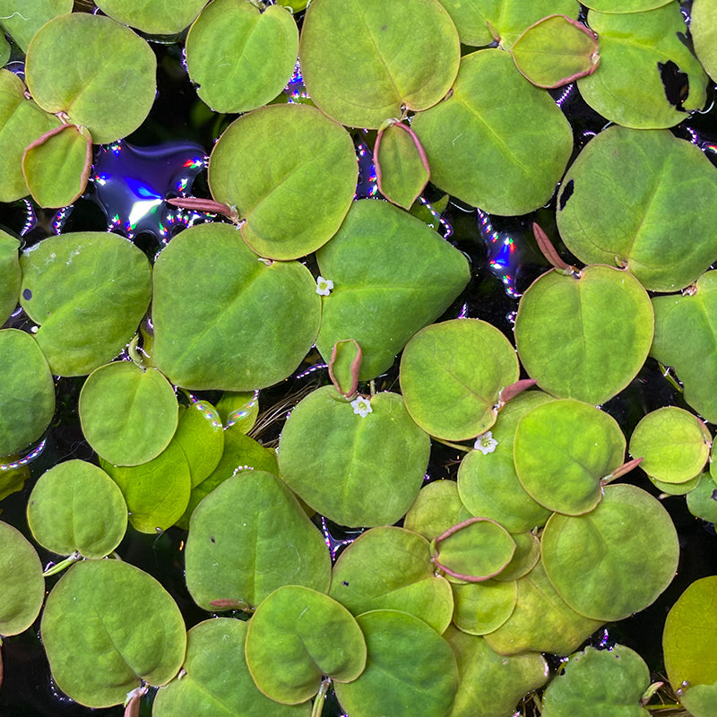 Red Root Floaters