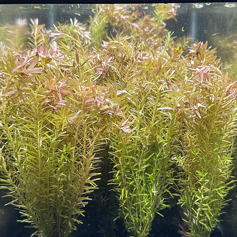 Indian Rotala Rotala Rotundifolia 'Indica' – Daku Aquatics