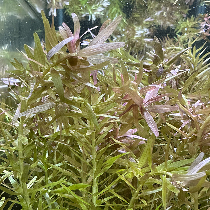 Rotala Rotundifolia 'Indica'