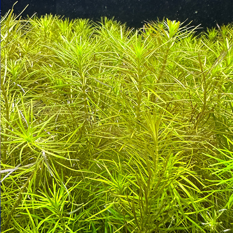 Rotala Nanjenshan
