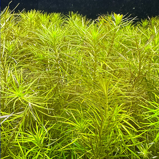 Rotala Nanjenshan