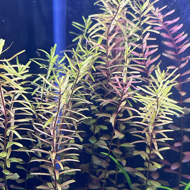 Rotala Rotundifolia 'Orange Juice'