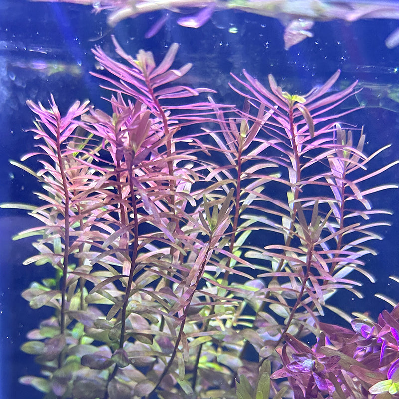 Rotala Rotundifolia 'Orange Juice'