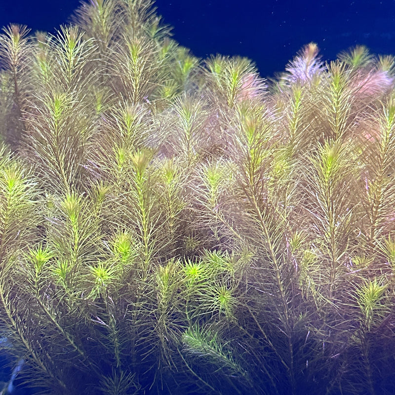 Rotala Wallichii