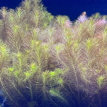 Rotala Wallichii