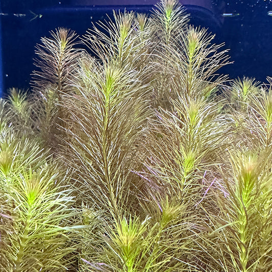 Rotala Wallichii