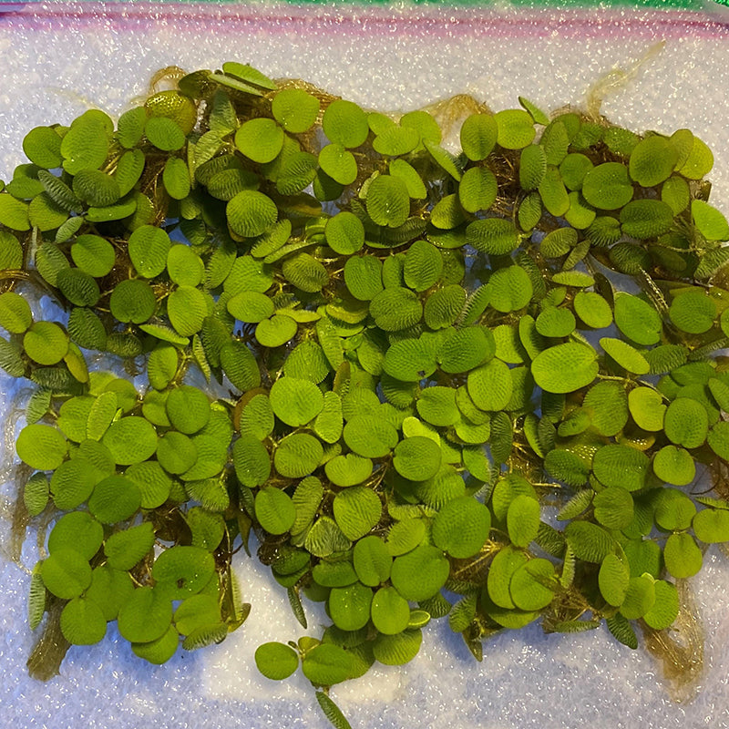 Salvinia Minima