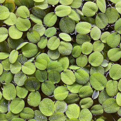 Salvinia Minima