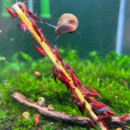 Daku Aquatics Shrimp Sticks