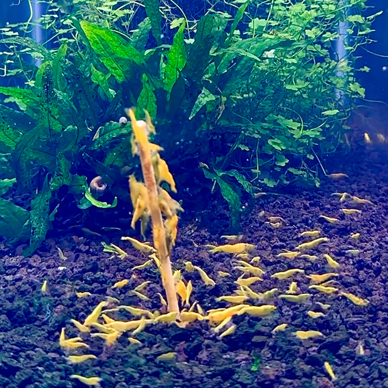 Daku Aquatics Shrimp Sticks