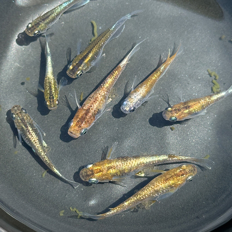 Shukougyoku Medaka Ricefish – Daku Aquatics