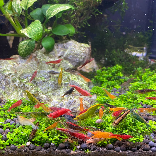 "Skittle" Neocaridina Shrimp