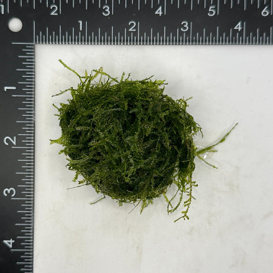 Taiwan Moss