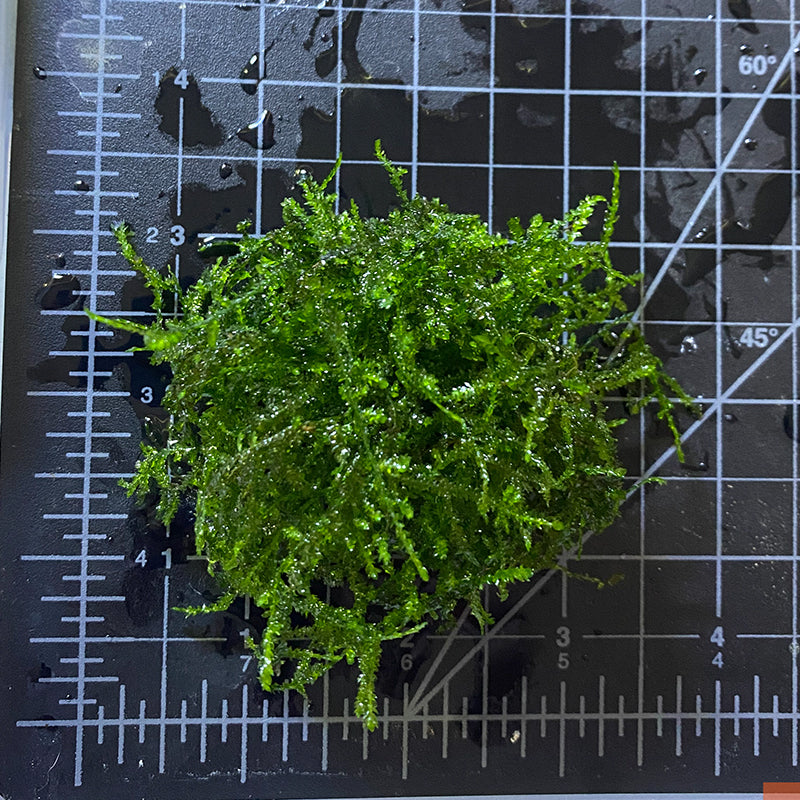 Weeping Moss