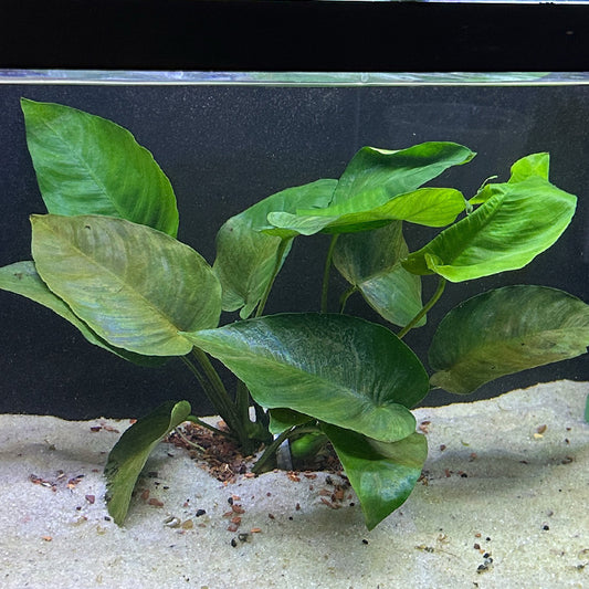 Anubias Barteri XL