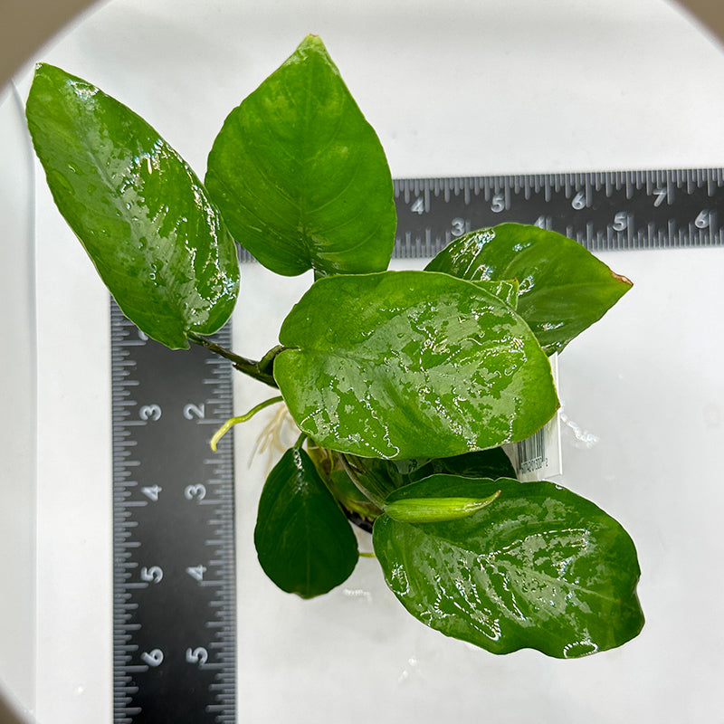 Anubias Barteri 'Round Leaf'