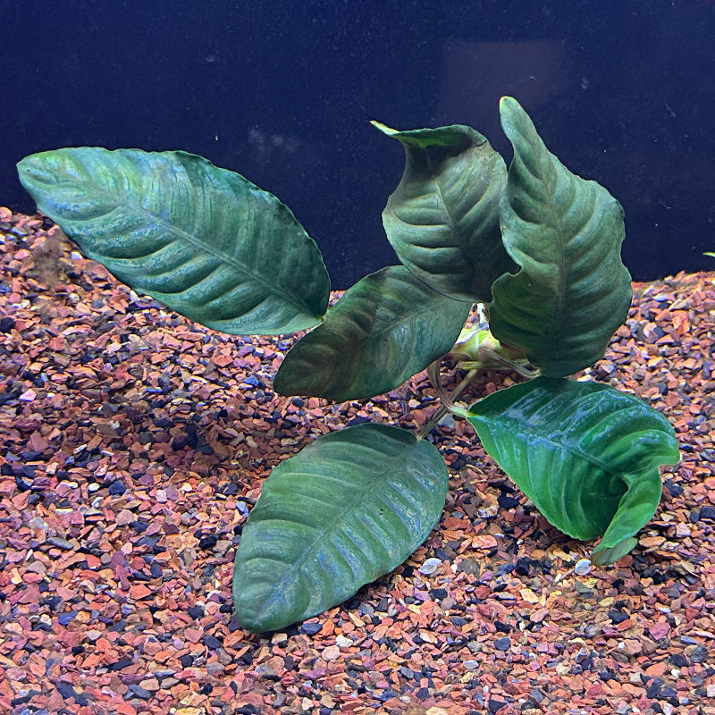 Anubias Coffeefolia