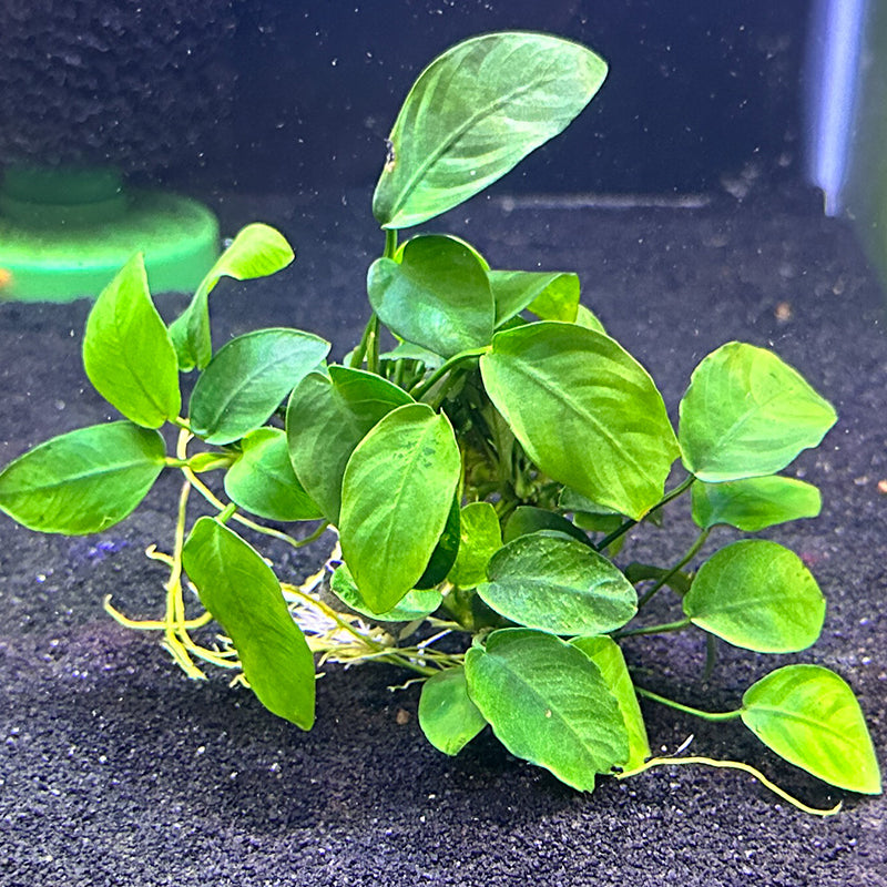 Anubias Nana