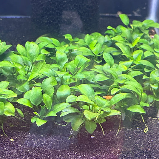 Anubias Nana Petite