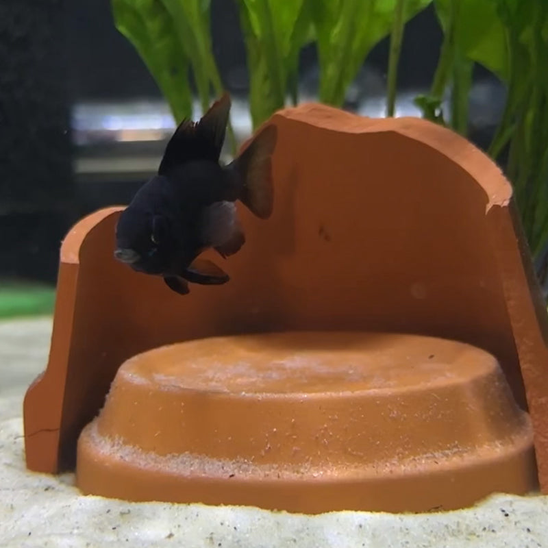 Rams Black Rams Black Rams – Daku Aquatics