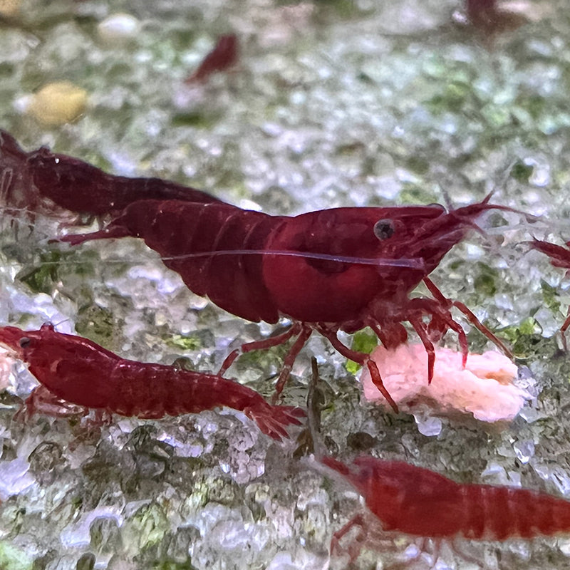 Bloody Mary Neocaridina Shrimp