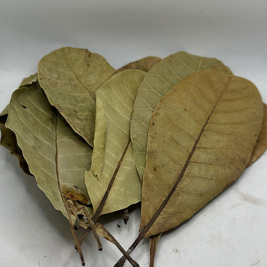 Cashew Leaves