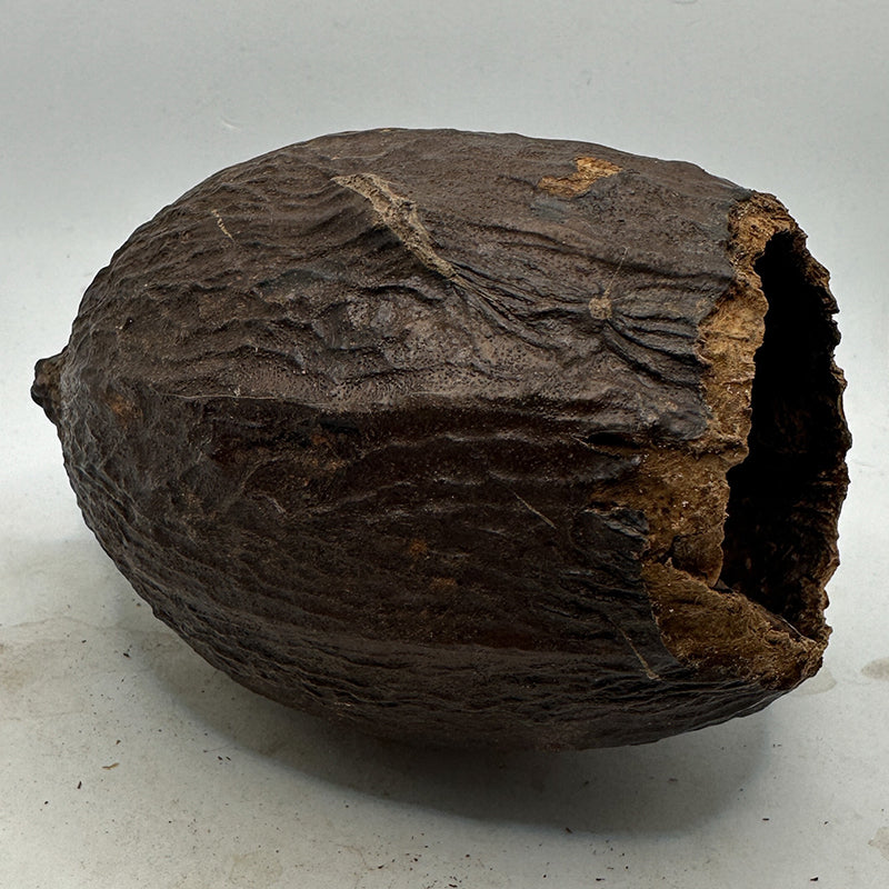 Cocoa Pod