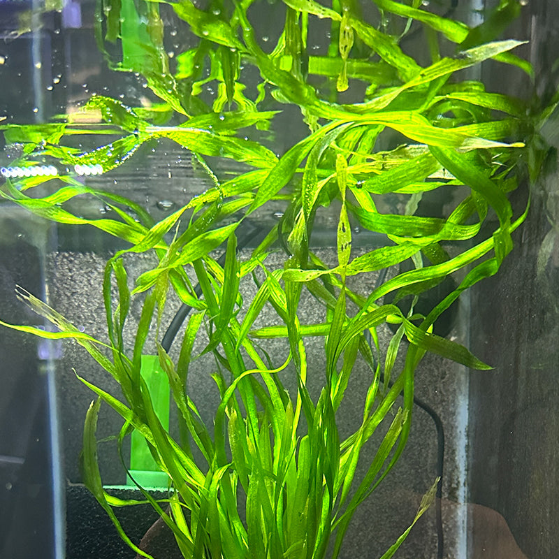 Corkscrew Vallisneria