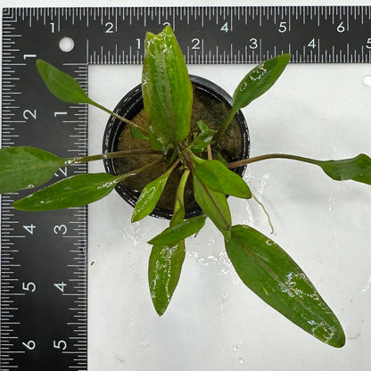 Cryptocoryne Lutea