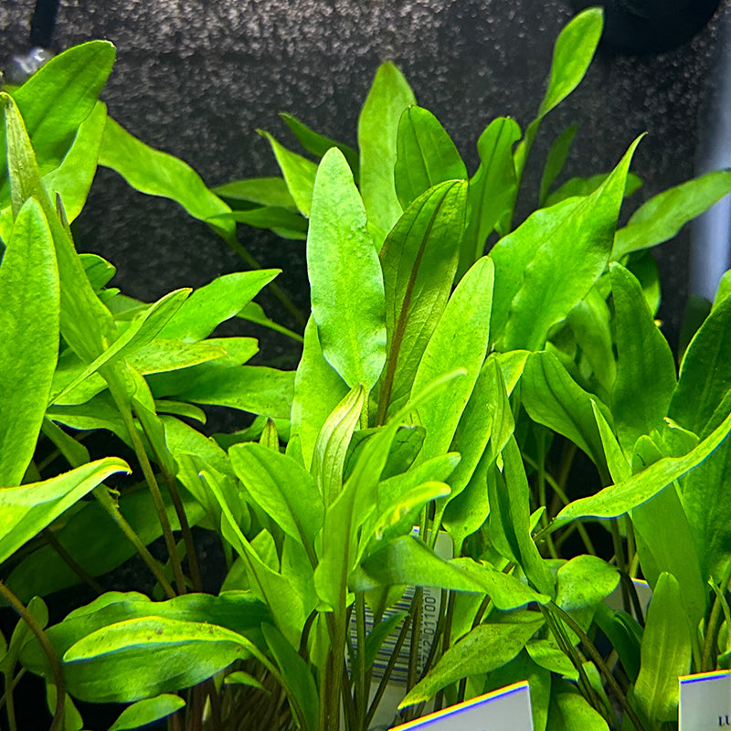 Cryptocoryne Lutea