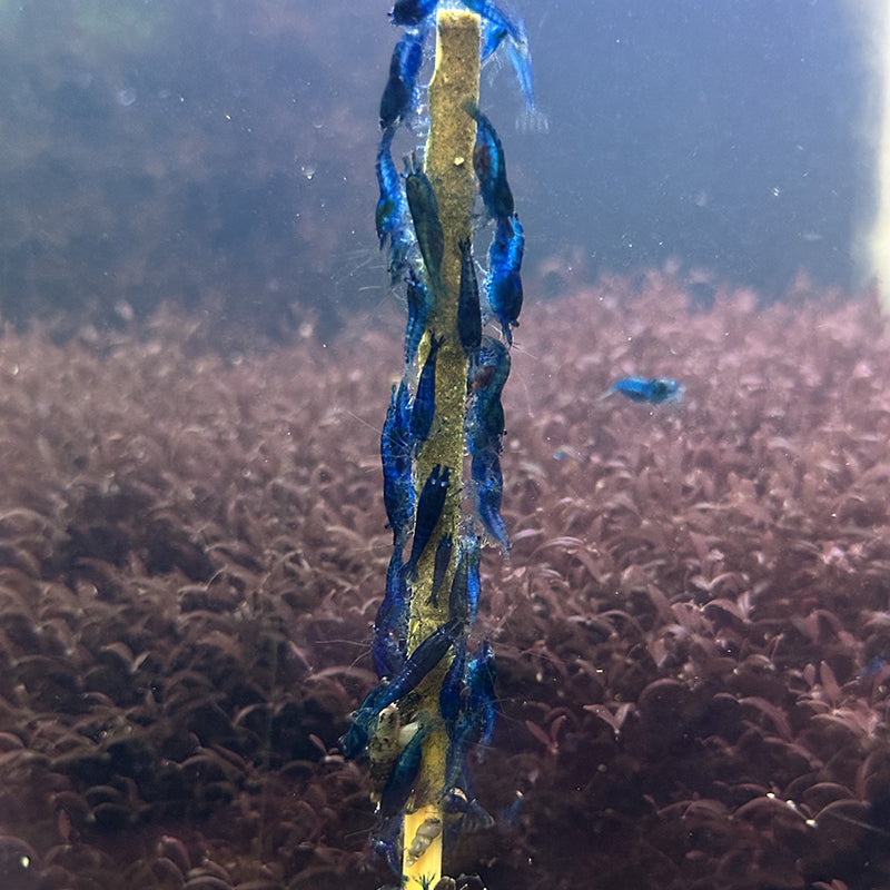 Daku Aquatics Shrimp Sticks