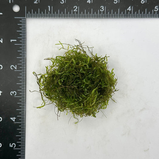 Flame Moss