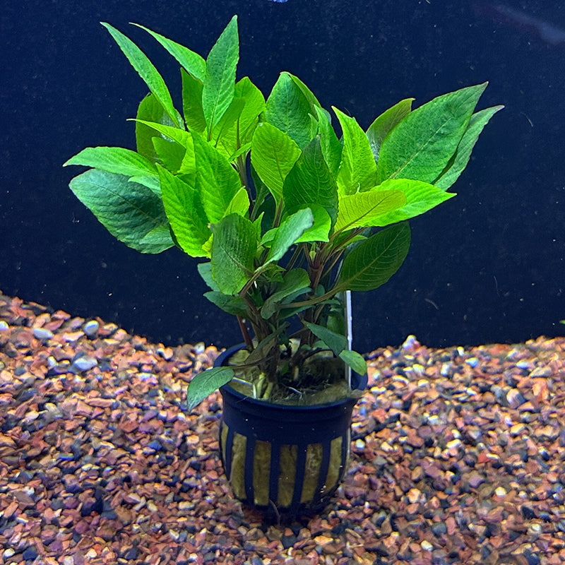 Hygrophila Compacta