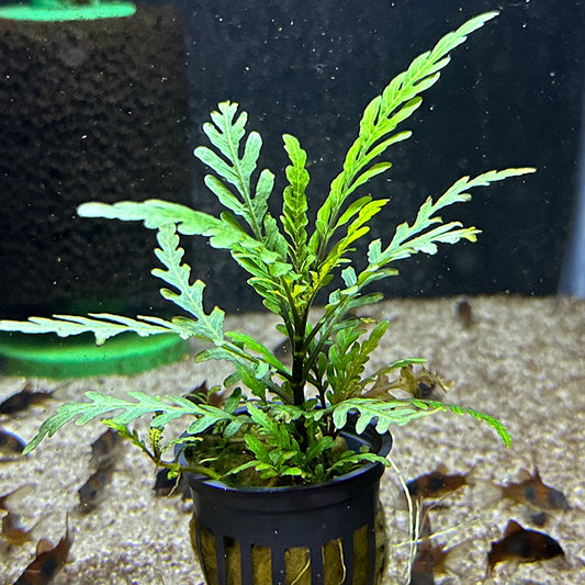 Hygrophila Pinnatifida